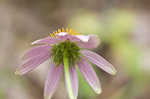 Eastern purple coneflower